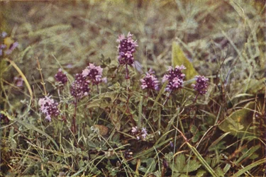 Wild Flowers: Wild Thyme