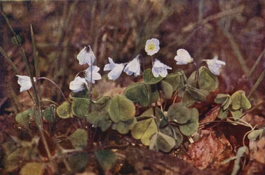 Wild flowers: Wood Sorrel