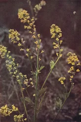 Wild flowers: Yellow Rocket
