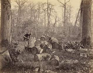 Forest of Fontainebleau