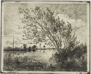 Clump of Alder Trees