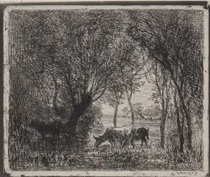 Cows in the Woods