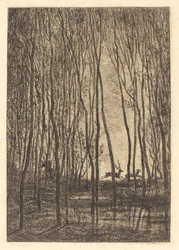 Deer in the Woods