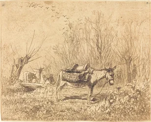 Donkey in a Field