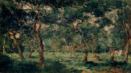 Olive Orchard