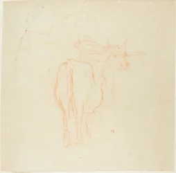 Standing Cattle