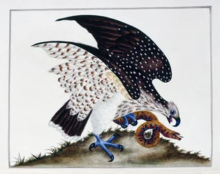 Bird of Prey with Snake, 1808-21