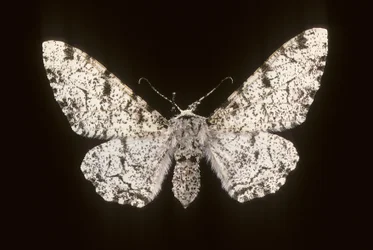 Birch Phalene