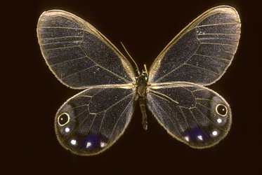 Esmeralda