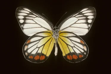 Delias hyparete, Male