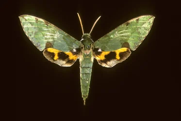 Sphinx green