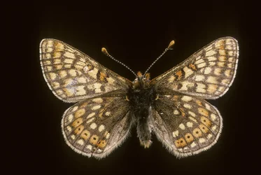 Euradryas aurinia