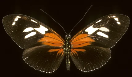 Heliconie