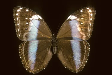 Morpho achilles, Female