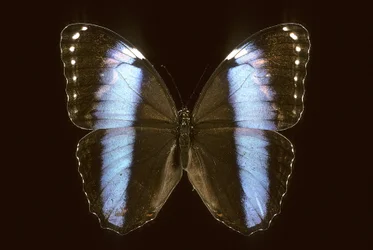 Morpho achilles, Male
