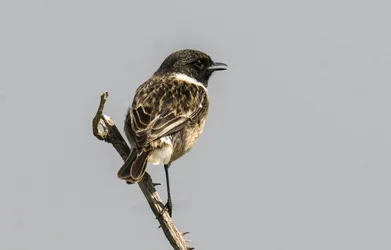 Common Stonechat