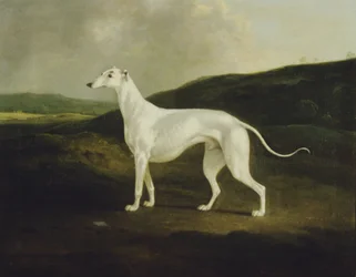 A Greyhound in a Landscape