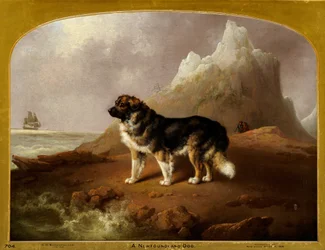 A Newfoundland Dog
