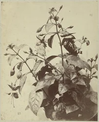 Flower Still Life with Fuchsia