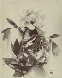 Flower Still Life with Peonies