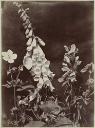 Flower Still Life with Foxglove
