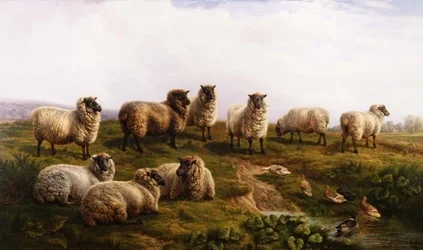 Welsh Black-Faced Sheep