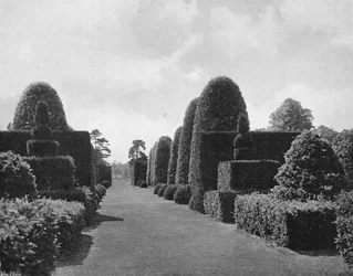 Ilex and Yew