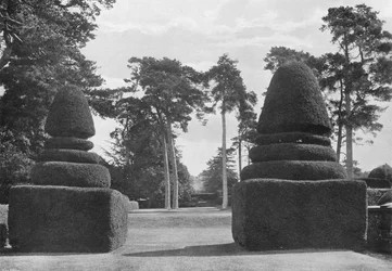The Red Shafts of the Great Scotch Firs