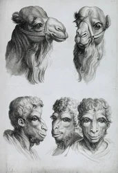 Similarities Between the Head of a Camel and a Man, from 