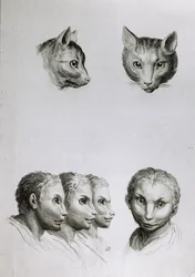 Similarities Between the Head of a Cat and a Man, from 