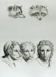 Similarities Between the Head of a Fox and a Man, from 