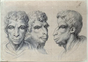 Studies of three heads of men recalling the physiognomy of the camel