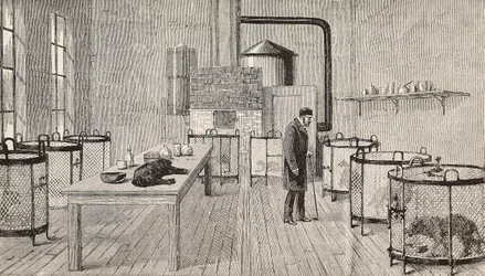 Dogs in cages inside laboratory of Louis Pasteur, Paris, France, engraving from L