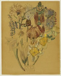 Mont Louis - Flower Study, 1925