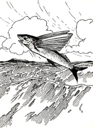 The Flying Fish