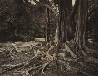 Rubber Tree, Assam, India