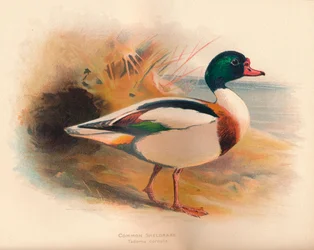 Common Sheldrake