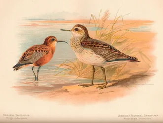 Curlew Sandpiper Tringa subarquata, Siberian Pectoral Sandpiper Heteropygia acuminata, 1900
