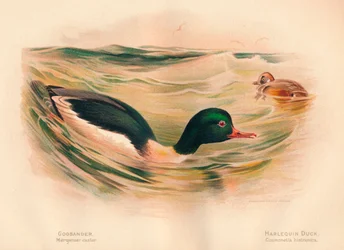 Goosander Merganser castor, Harlequin Duck Cosmonetta histrionica