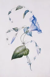 Blue convolvulus