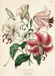 Japanese lily varieties, Lilium specioseum