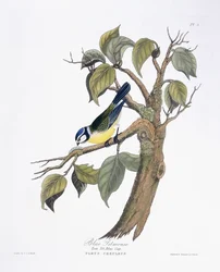 Blue Titmouse