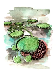 Lilypads, 2020