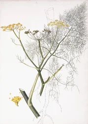 A Botanical Study