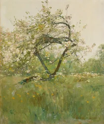 Peach Blossoms, Villiers-le-Bel
