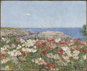 Poppies on the Isles of Shoals