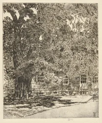 Giant Elm