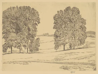 Hickories in a Hayfield