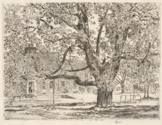 The Big Horse Chestnut Tree, Easthampton