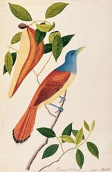 Boorong Seli-ah, from Drawings of Birds from Malacca, c.1805-18